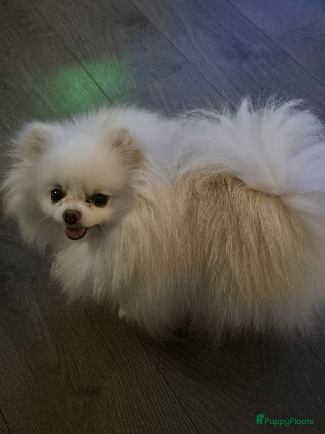 Pomeriaan honden te koop: Lieve mooie pomeriaan crème/wit - Advertentie 6