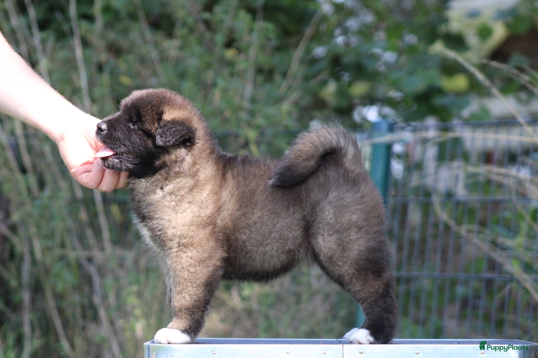 American Akita honden te koop: American Akita's Beschikbaar - Advertentie 6