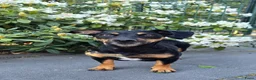 Jack Russel Terriër honden te koop: 4 Jack Russel pups: Black and Tan + Driekleurig 🐶 - Advertentie 19