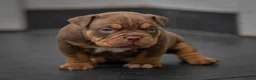 Amerikaanse Bully honden te koop: American Bully pocket pups verwacht rond november  - Advertentie 11