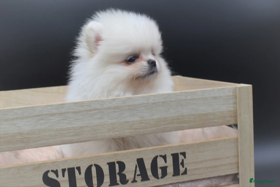 Galerij afbeelding {{count}}