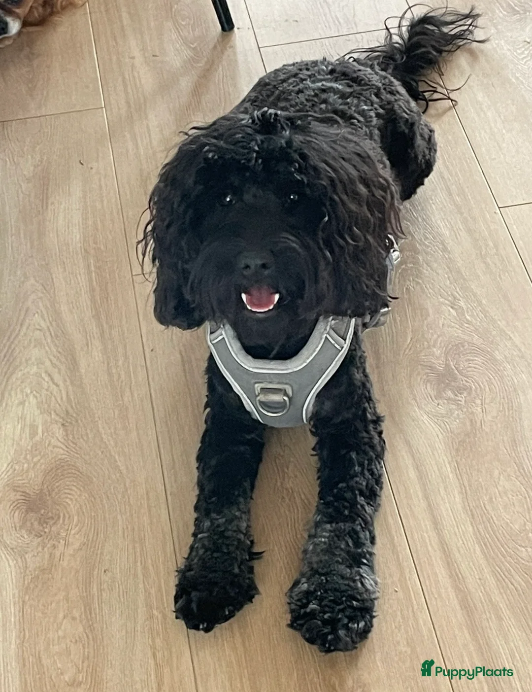 Cockapoo honden te koop: Nog twee cockapoo pups die een warm mandje zoeken - Advertentie 2