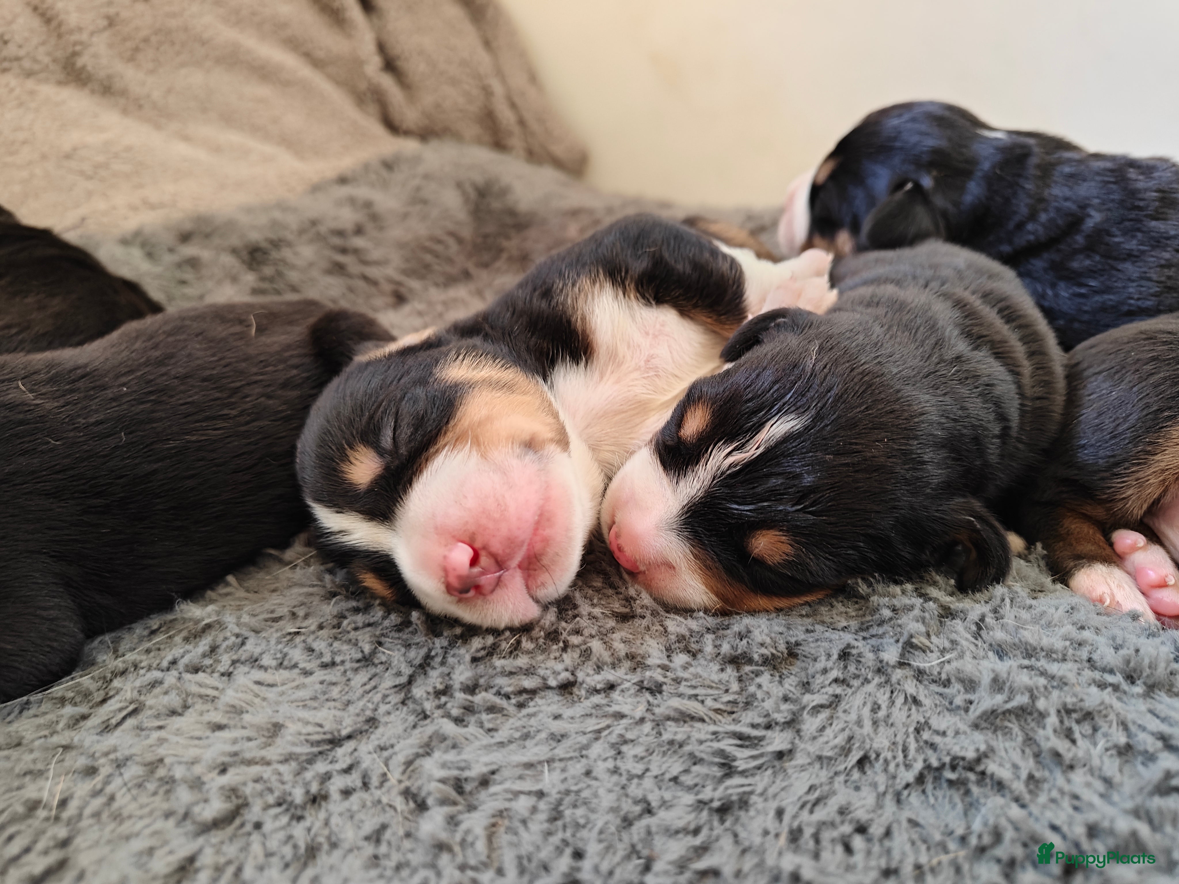 Grote Zwitserse Sennenhond honden Grote Zwitserse Sennenpups  - Advertentie 1