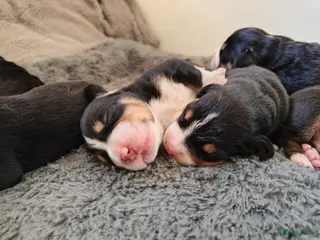 Grote Zwitserse Sennenhond honden Grote Zwitserse Sennenpups - Advertentie 1