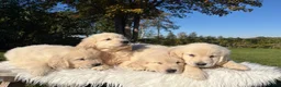 Golden Retriever honden te koop: Prachtig nestje Golden Retrievers aangeboden - Advertentie 12