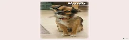 Kruising honden te koop: Prachtige Chi-doodle pups (chihuahua-toypoedel) - Advertentie 15