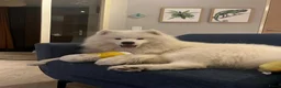 Samojeed honden te koop: Samojeed reu zoekt gouden mandje  - Advertentie 4