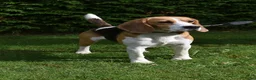 Beagle honden ter dekking: Prachtige Beagle reu met stamboom ter dekking - Advertentie 2
