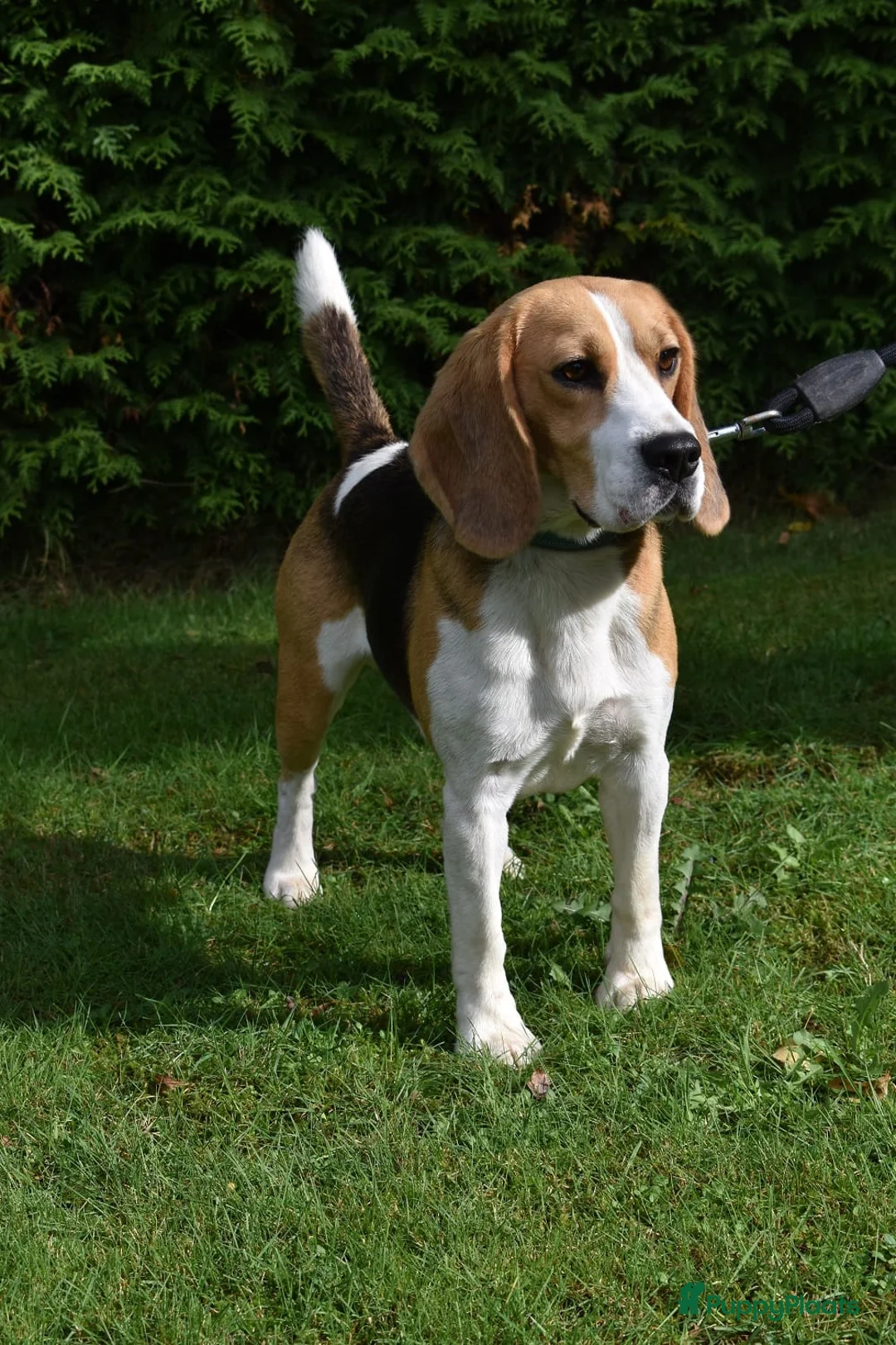 Beagle honden ter dekking: Prachtige Beagle reu met stamboom ter dekking - Advertentie 2