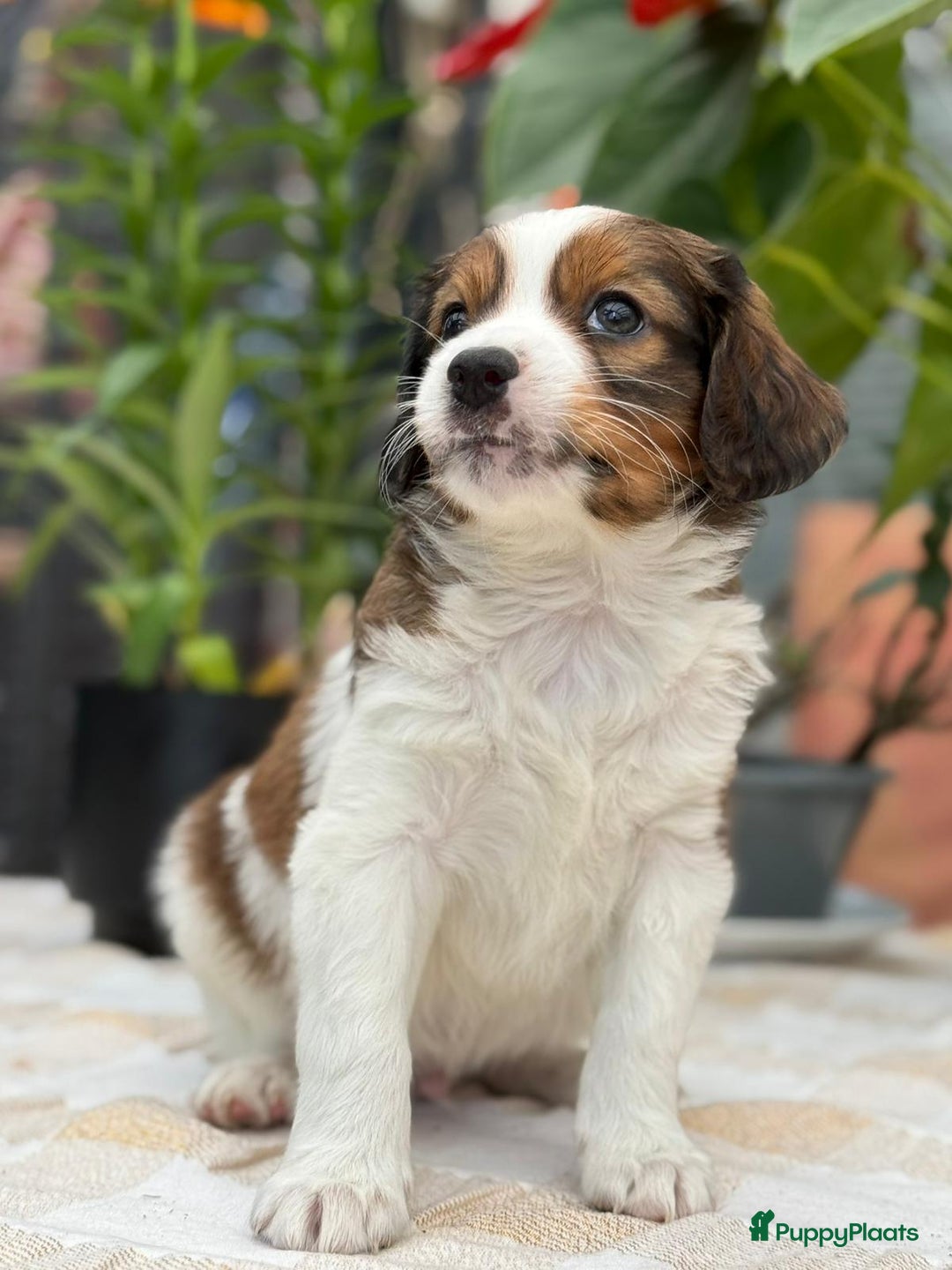 Kooikerhondje honden te koop: Schitterende kooikerhondje pups  - Advertentie 6