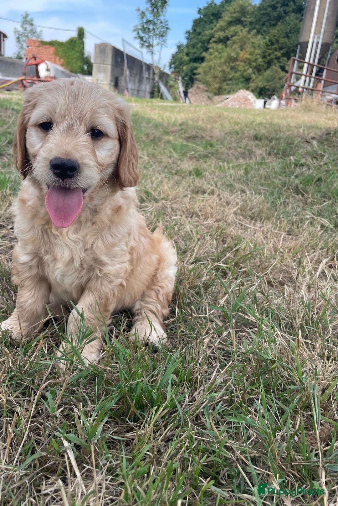 Goldendoodle honden te koop: Mooie goldendoodle pups! - Afbeelding 4