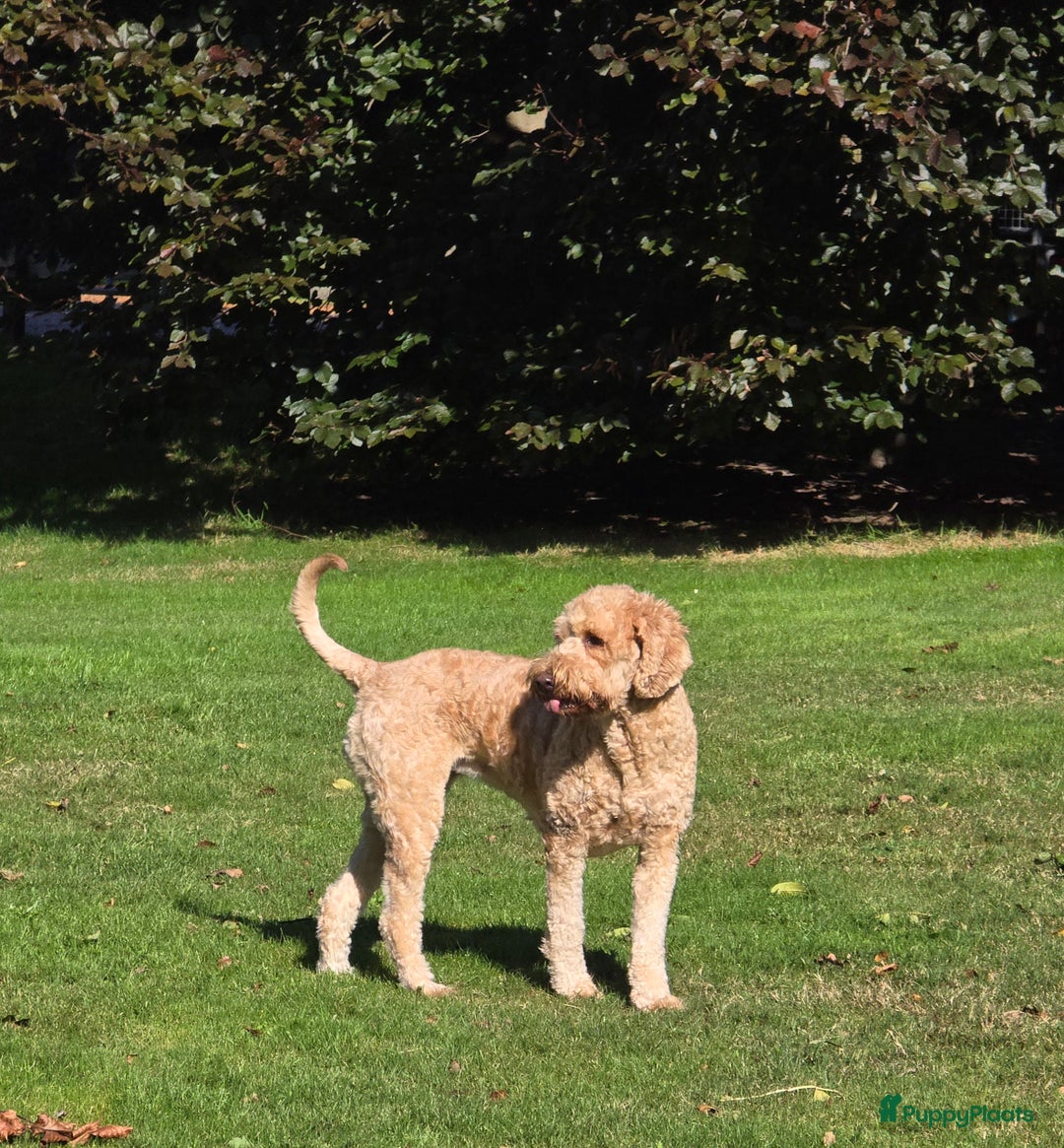 Kruising honden te koop: Goldendoodle multigen reutjes mogen verhuizen - Advertentie 13