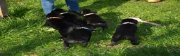 Goldador honden te koop: Lieve Goldador pups mogen naar hun nieuwe huisje - Advertentie 4
