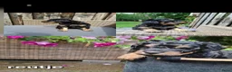 Labradoodle honden te koop: Labradoodle pups in 't Harde - Advertentie 7
