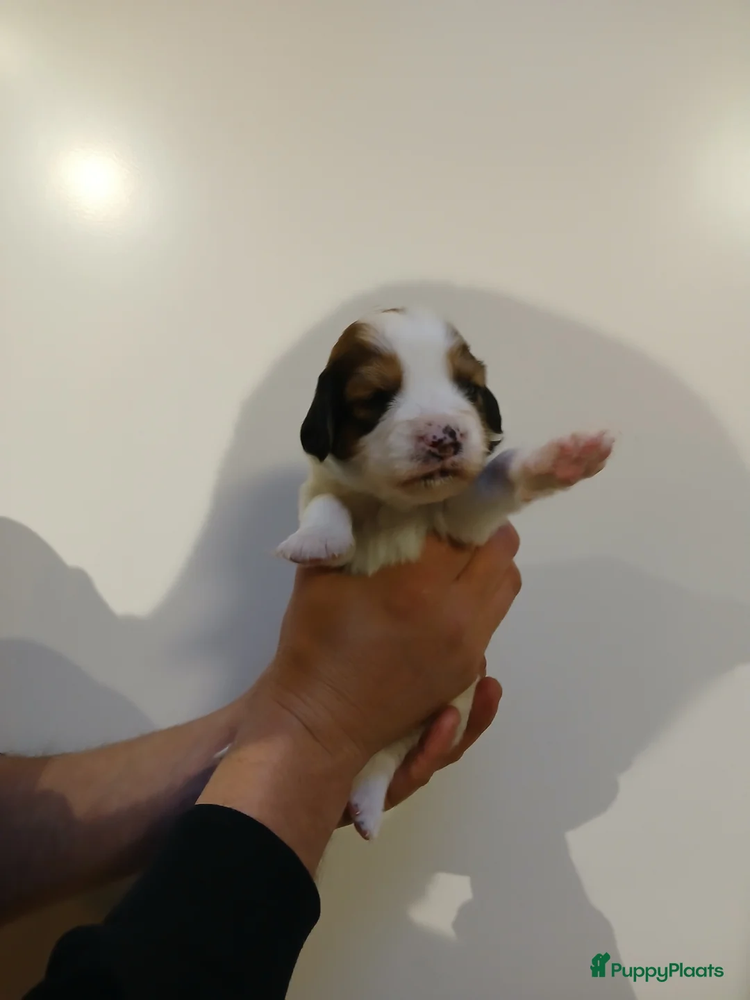 Kooikerhondje honden te koop: Supper liever  nestje kooiker pups van 7 - Advertentie 21