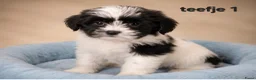 Boomer honden te koop: Mooie gezonde boomer pups. Maltezer maal shih tzu - Advertentie 6