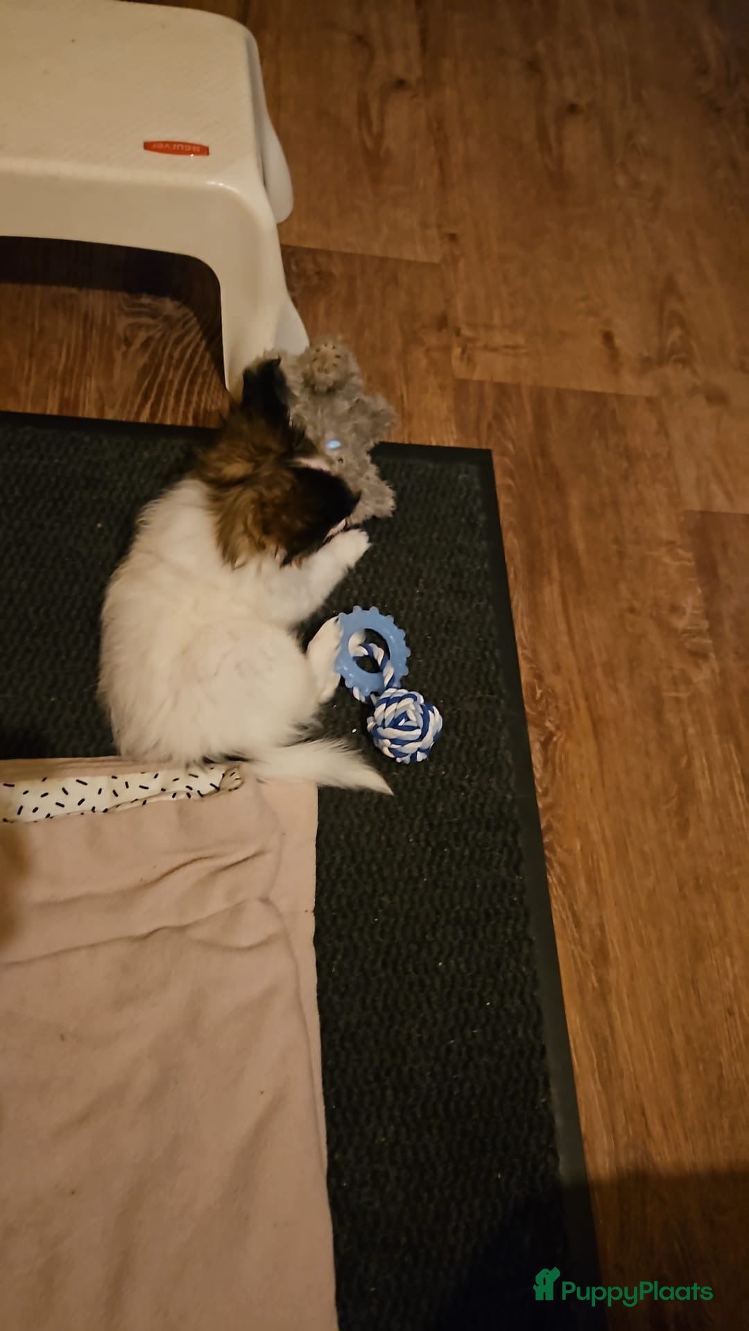 Vlinderhondje honden te koop: Vlinder hondje teefje - Advertentie 2