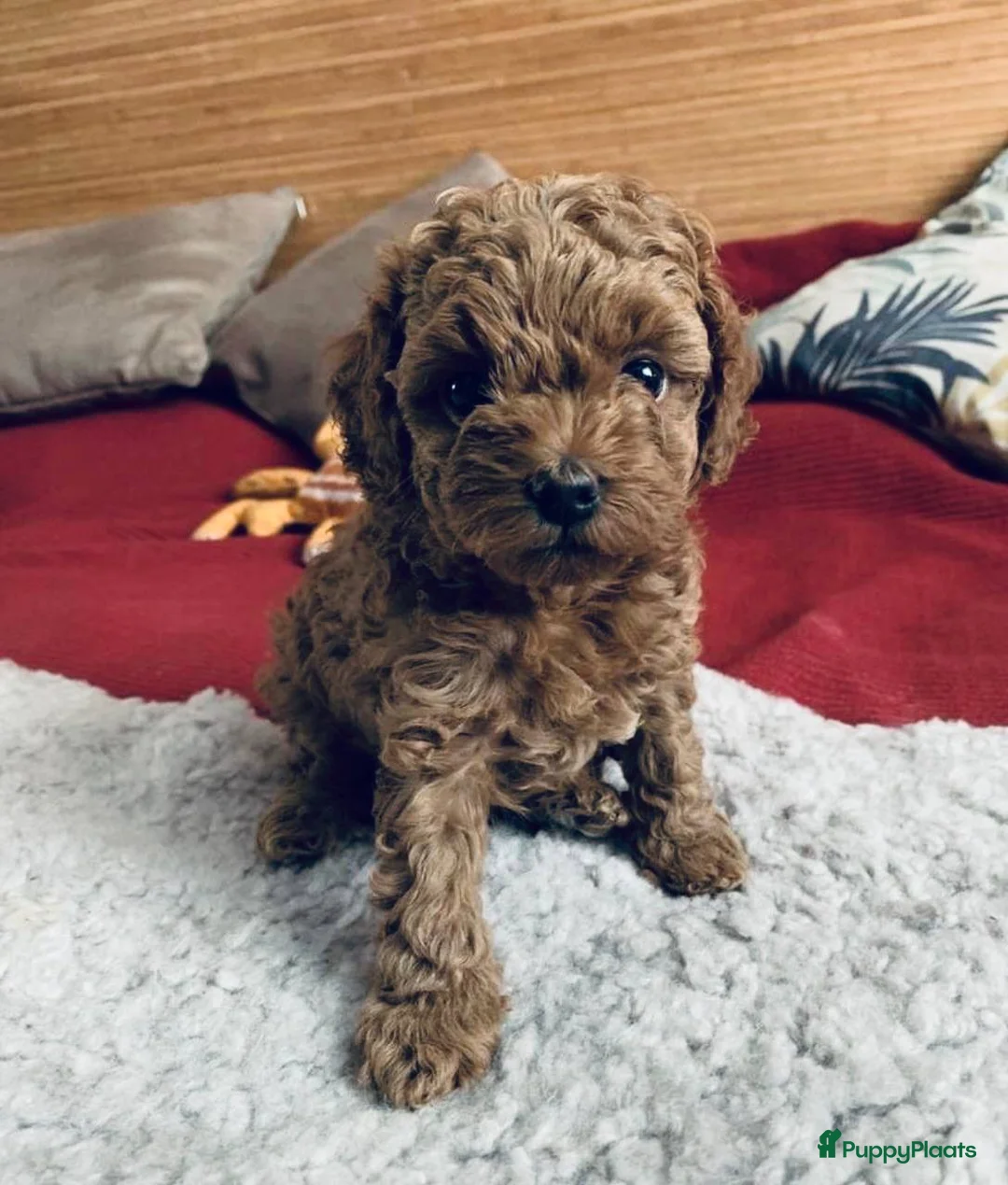 Poedel Toy honden te koop:  Toy Poedel pups,  in Almelo - Advertentie 2