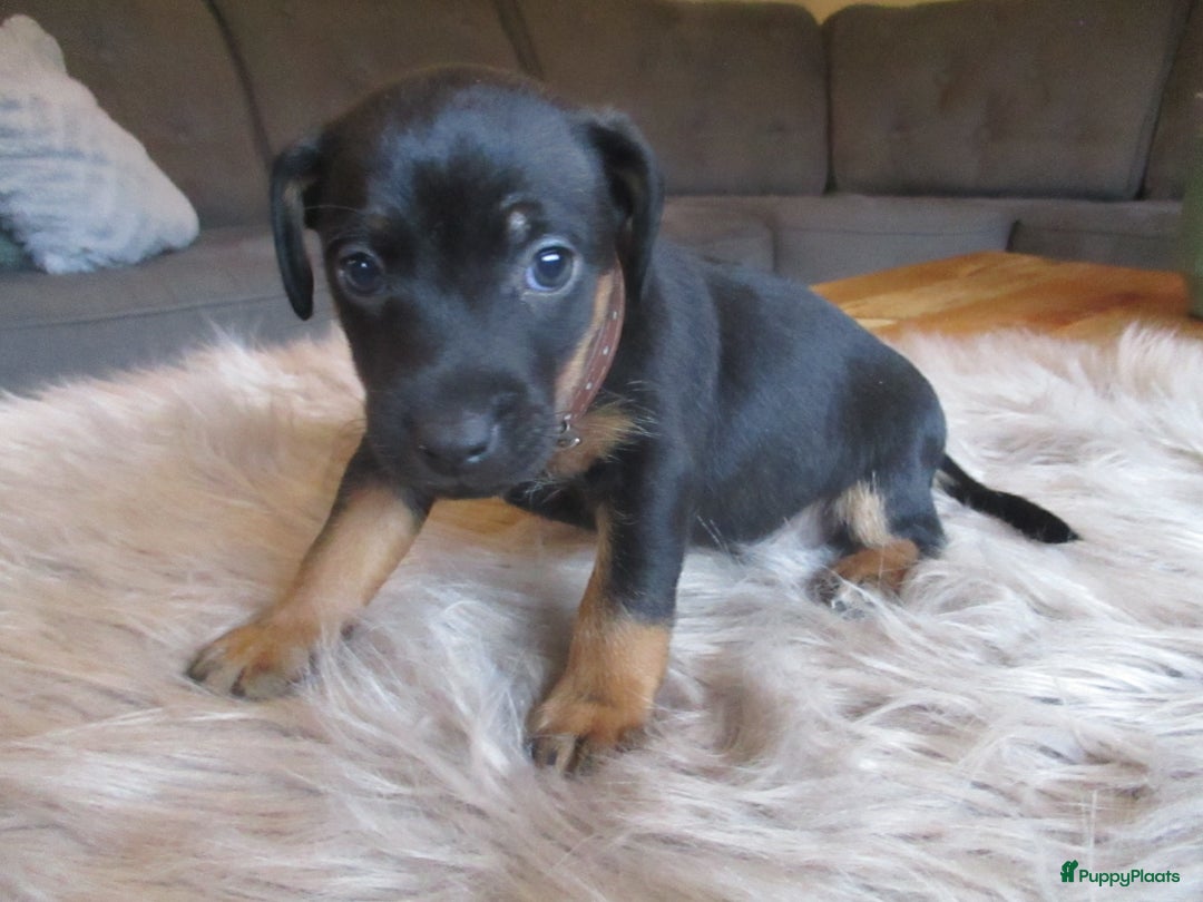 Jack Russel Terriër honden te koop: Jack  russel pups zoeken lief huis! nog 4 pups! - Advertentie 15