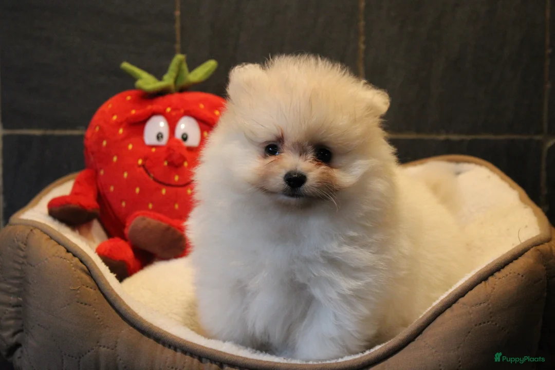 Pomeriaan honden te koop: Pomeriaan pups - Advertentie 10