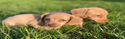 Kruising honden te koop: Kortharige teckels met vleugje chihuahua  - Advertentie 20