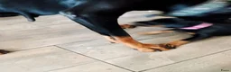 Dobermann honden te koop: 3 Dobermann pups  zoeken  een goud mandje  - Advertentie 23