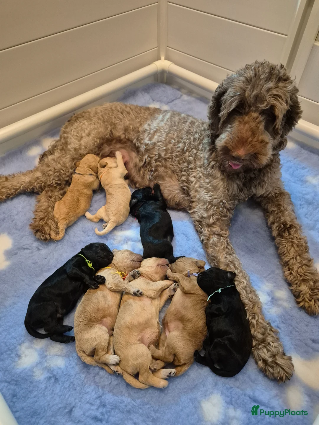 Labradoodle honden te koop: LAATSTE labradoodle pup🩵 - Advertentie 16