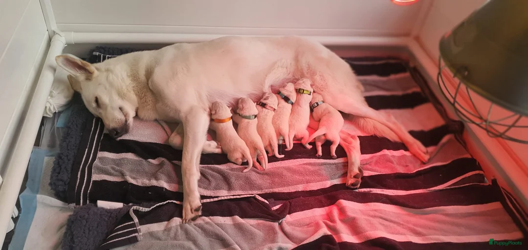 Zwitserse Witte Herdershond honden te koop: Witte herder pups - Advertentie 3