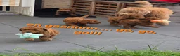 Labradoodle honden te koop: Mini labradoodles mogen verhuizen  - Advertentie 3