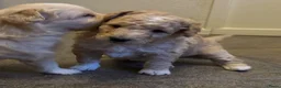 Kruising honden te koop: Sheltidoodle  - Advertentie 11