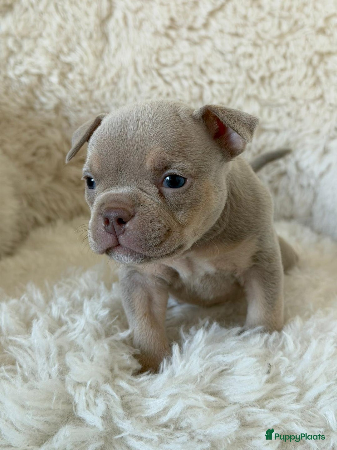 Amerikaanse Bully honden te koop: American Bully micro/pocket  - Advertentie 11
