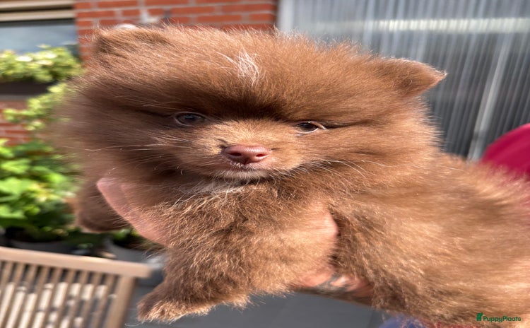 Pomeriaan honden - Advertentie 5