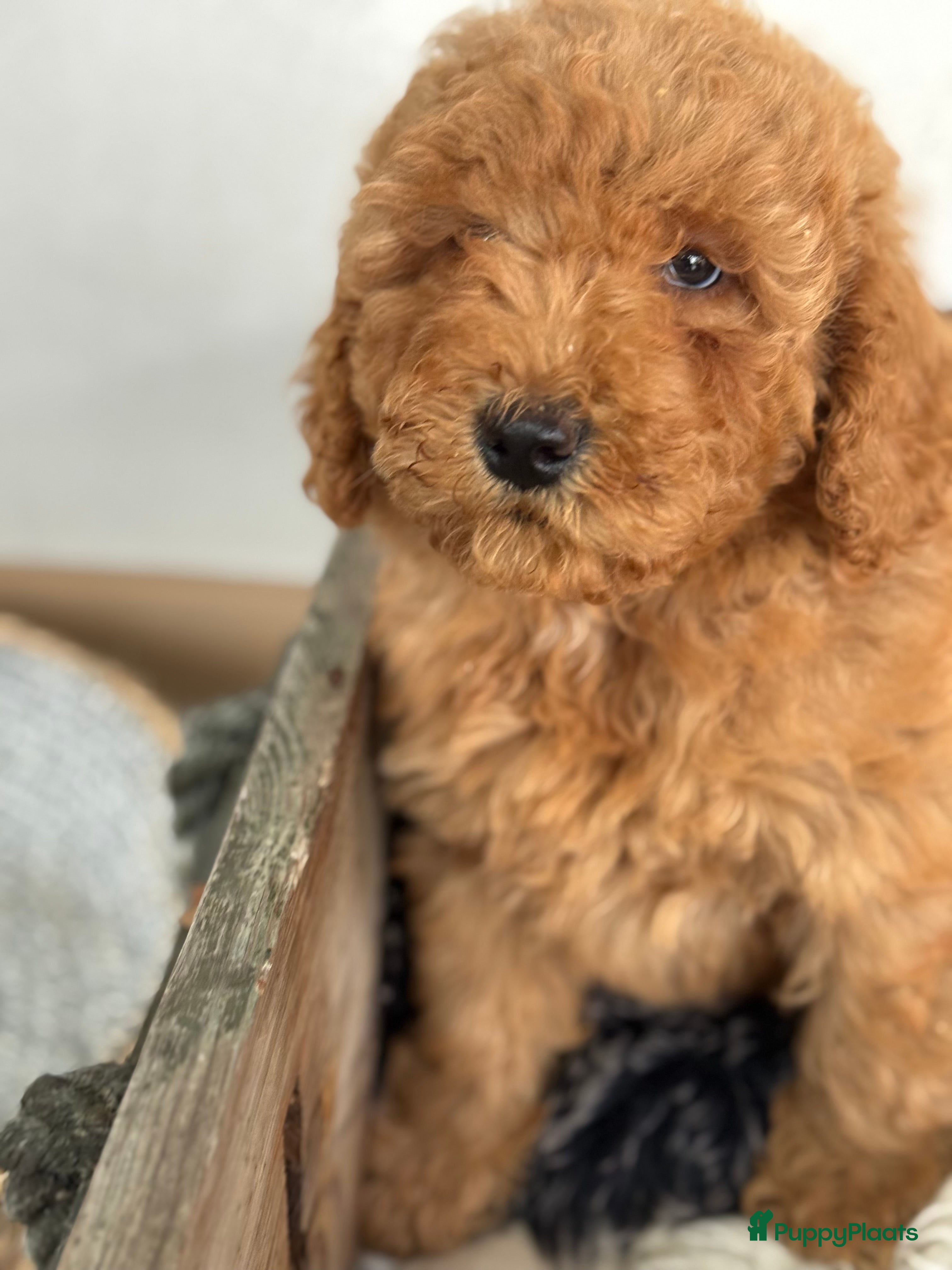 Boomer honden Boompoo - Advertentie 2