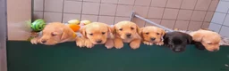 Labrador Retriever honden te koop: Leuke Labradorpups beschikbaar (met stamboom) - Advertentie 4