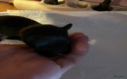 Chihuahua honden te koop: Zwart/wit teefje gereserveerd  - Afbeelding 3