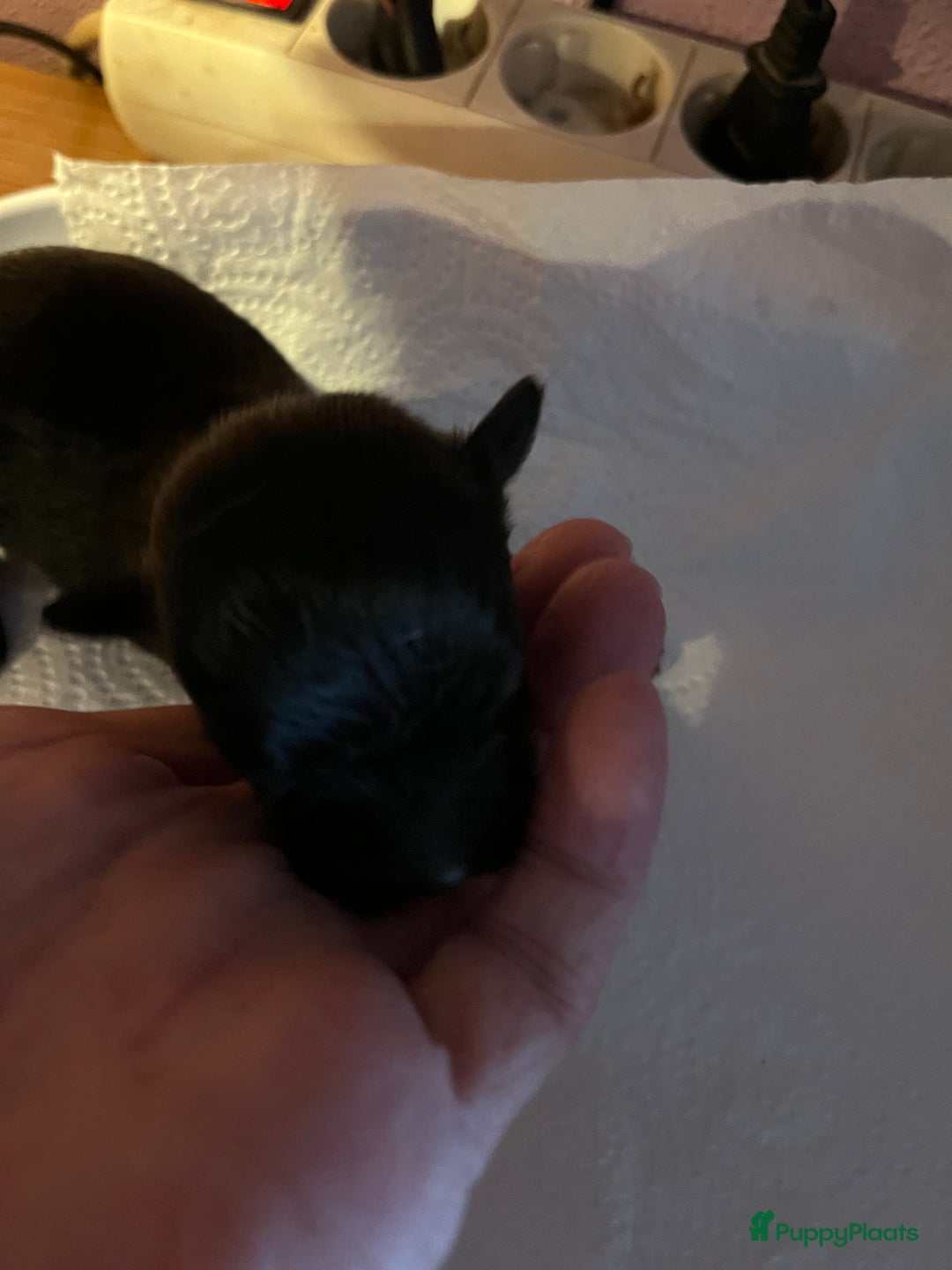 Chihuahua honden te koop: Zwart/wit teefje gereserveerd  - Afbeelding 3