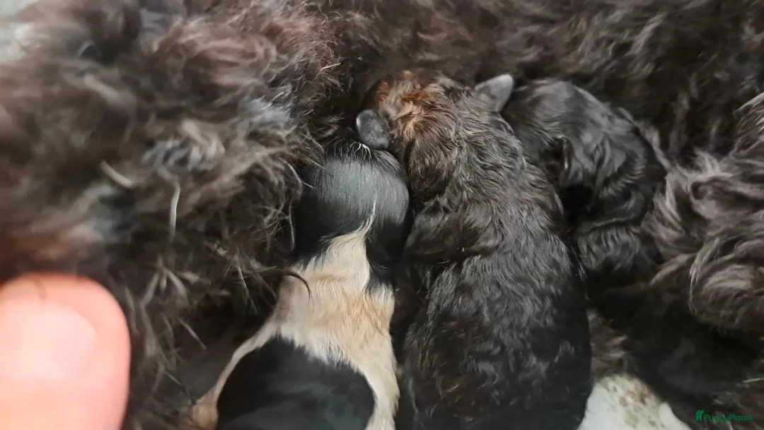 Dwergpoedel honden te koop: Lieve Toypoedelpups in Krommenie - Advertentie 2
