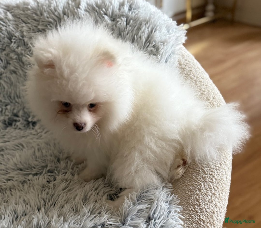 Pomeriaan honden te koop: Prachtig wit pomeriaan pupje, reu  - Advertentie 8