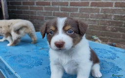 Australian Shepherd honden te koop: Australian Shepherd x Bordercollie pups in Linde - Afbeelding 14