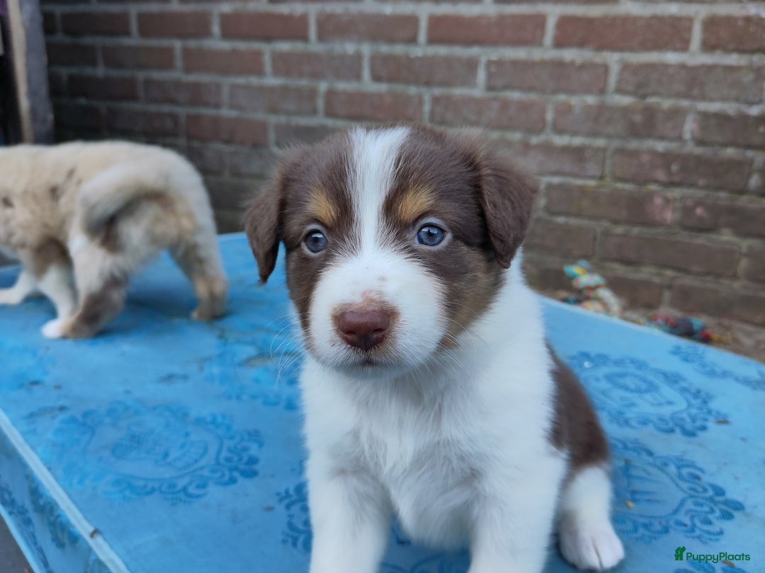 Australian Shepherd honden te koop: Australian Shepherd x Bordercollie pups in Linde - Afbeelding 14