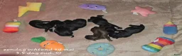 Kruising honden te koop: Prachtige Boomer Pups, Net Geboren 🖤🤎 - Advertentie 3