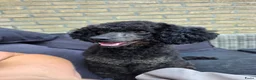Poedel Toy honden te koop: Dwergpoedel Teef - Advertentie 2