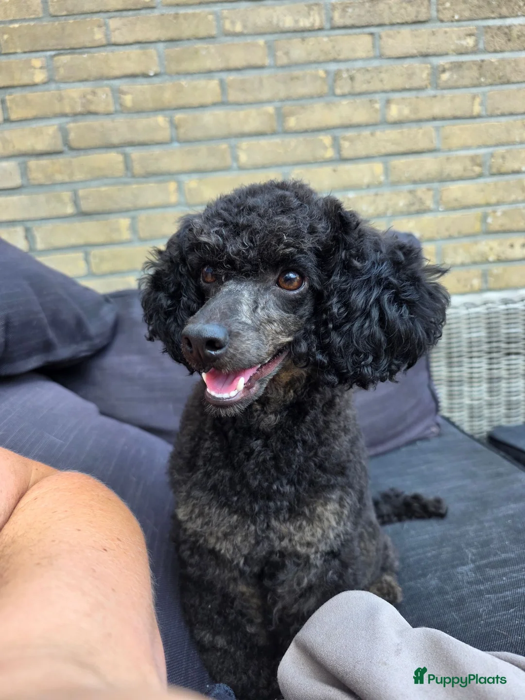 Poedel Toy honden te koop: Dwergpoedel Teef - Advertentie 2
