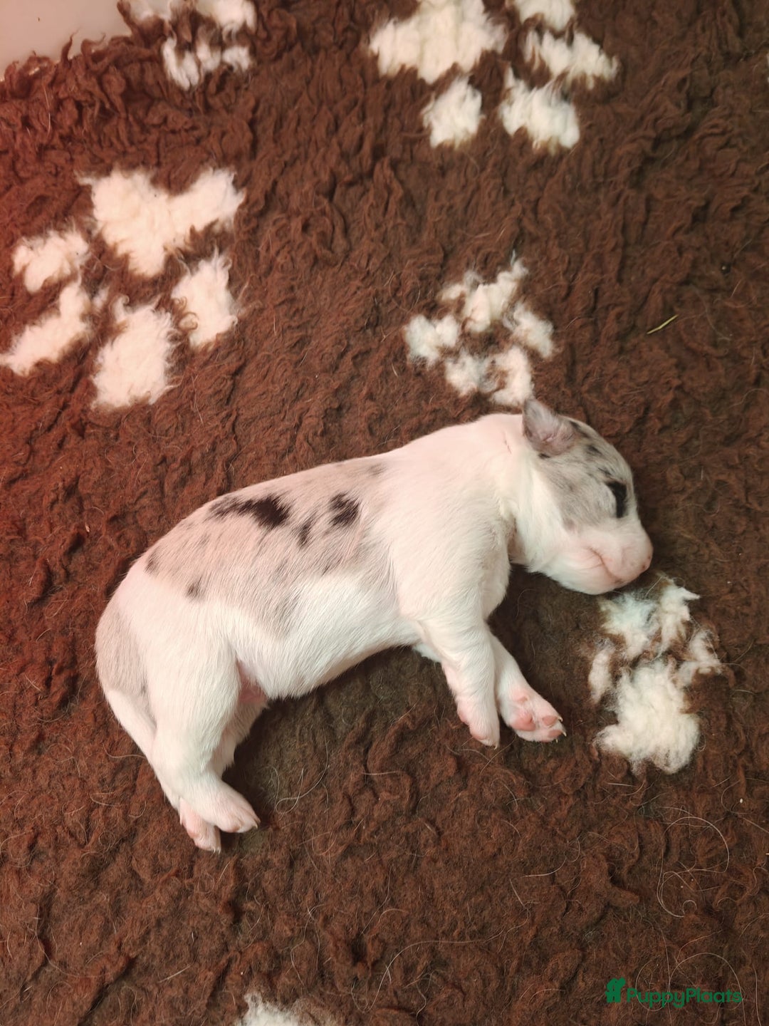 Border Collie honden te koop: Prachtig nestje blue merle bordercollie pups - Advertentie 4