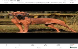Rhodesian Ridgeback honden te koop: Rhodesian Ridgeback pups in Kootwijkerbroek - Afbeelding 13