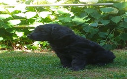 Goldendoodle honden te koop: Golden doodle pups te koop - Afbeelding 6