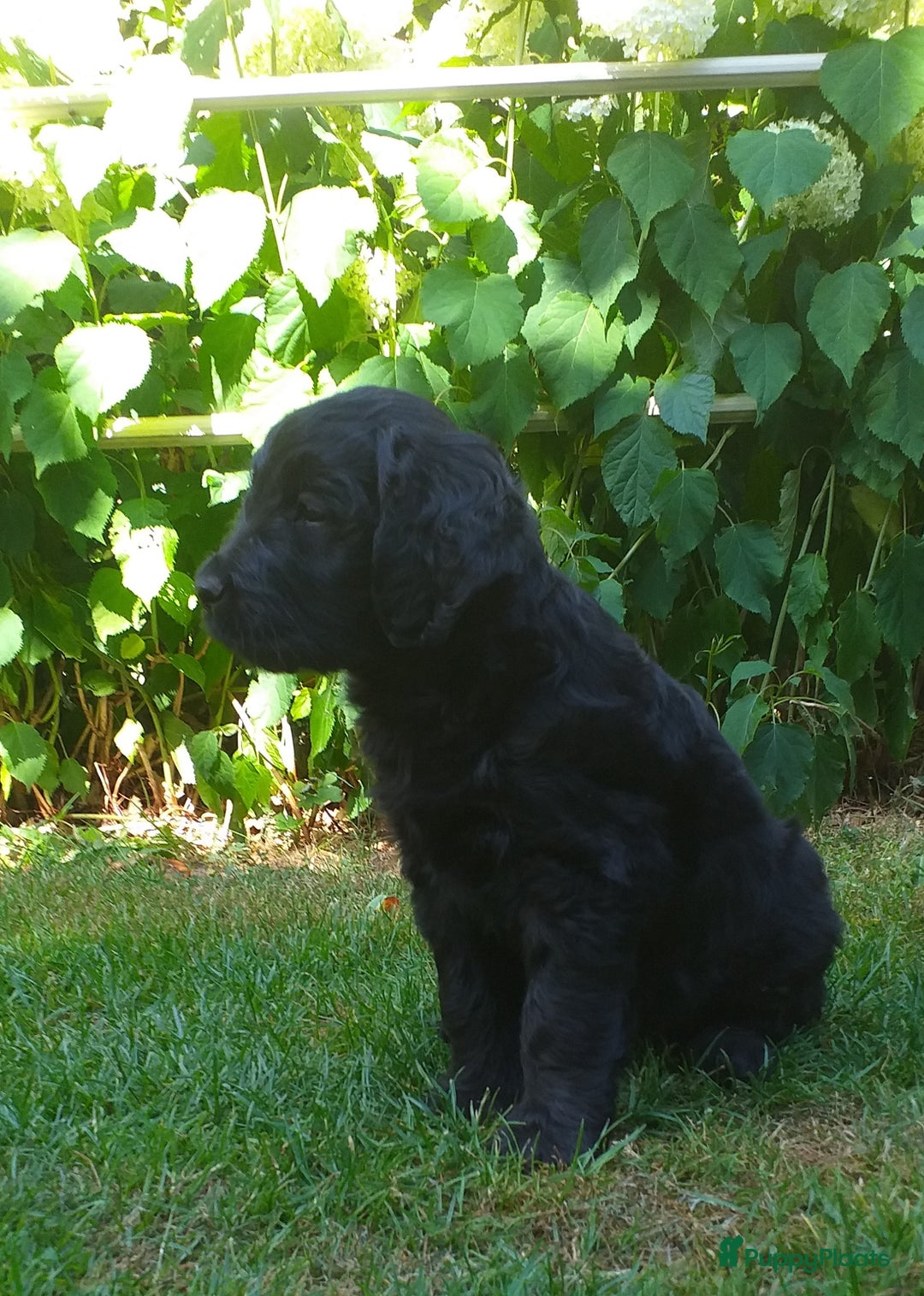 Goldendoodle honden te koop: Golden doodle pups te koop - Afbeelding 6