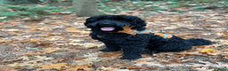 Australian Labradoodle honden ter dekking: Dekreu Medium Australian Labradoodle - Advertentie 5