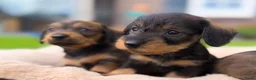 Ruwhaar Teckel honden te koop: Prachtige stamboom ruwhaar dwergteckel pups - Advertentie 8
