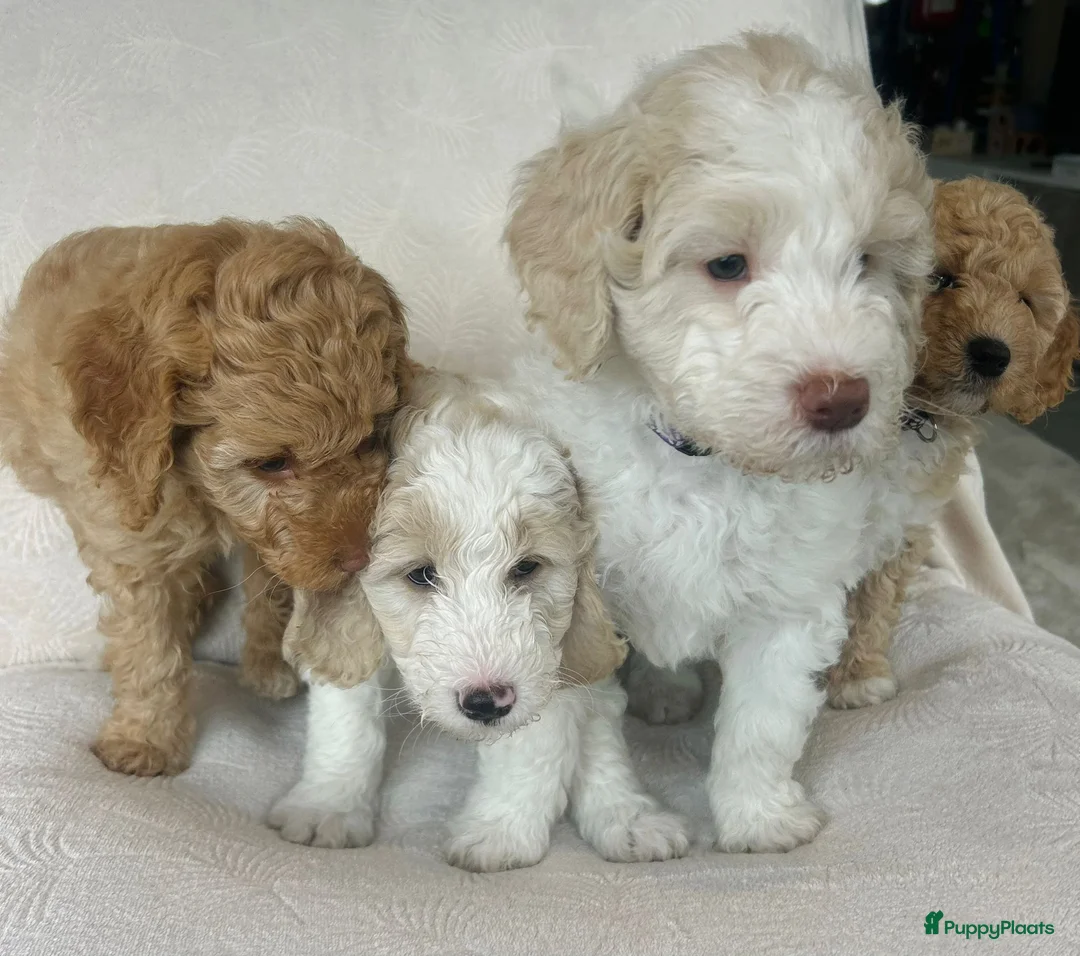 Labradoodle honden te koop: Labradoodle puppy's - Advertentie 3